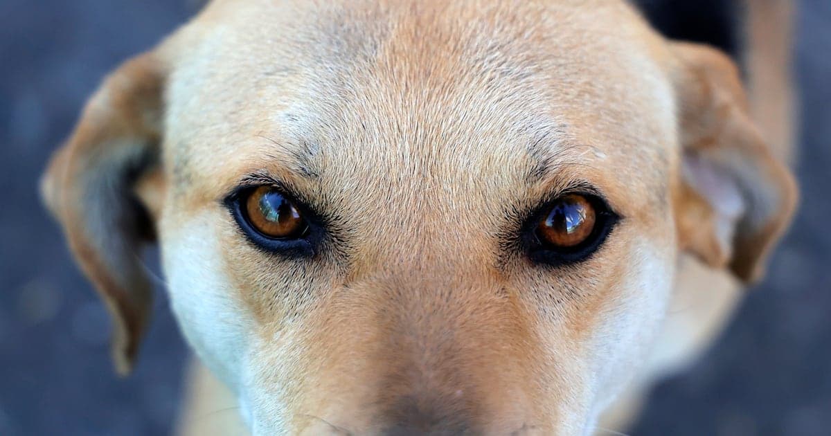 Iniciativa privada rescata 20.000 animales sin apoyo estatal