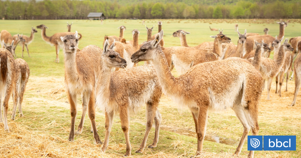 Guanacos regresarán a la cordillera de La Araucanía tras un siglo de ausencia