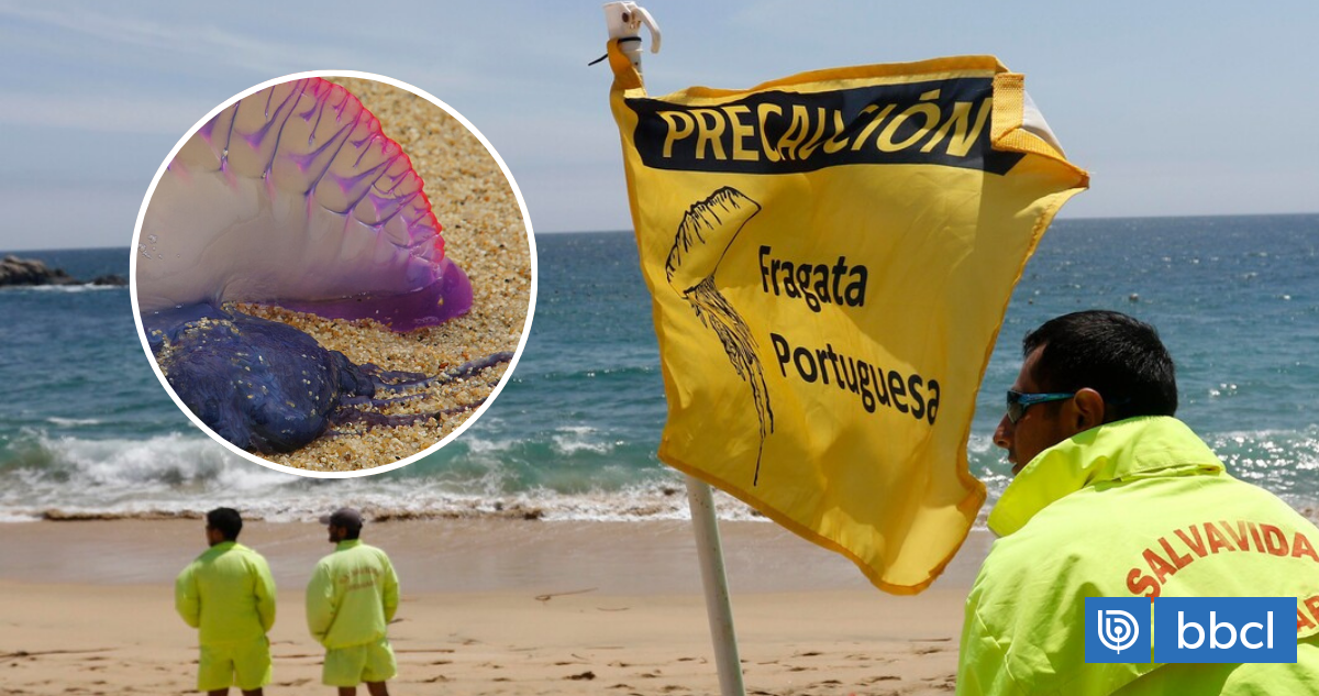 Autoridad sanitaria cierra dos playas de Valparaíso por presencia de fragata portuguesa